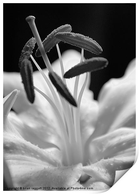 Lily Head BW Print by Brian  Raggatt