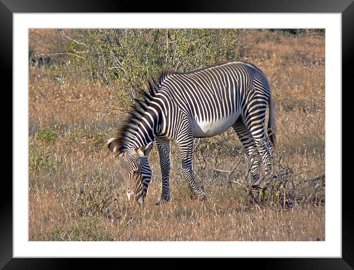 Grevys Zebra Framed Mounted Print by Tony Murtagh