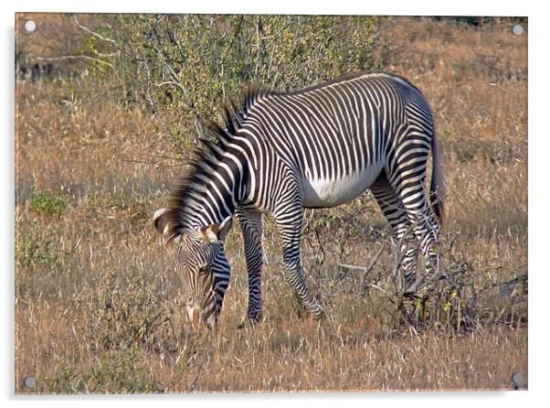 Grevys Zebra Acrylic by Tony Murtagh