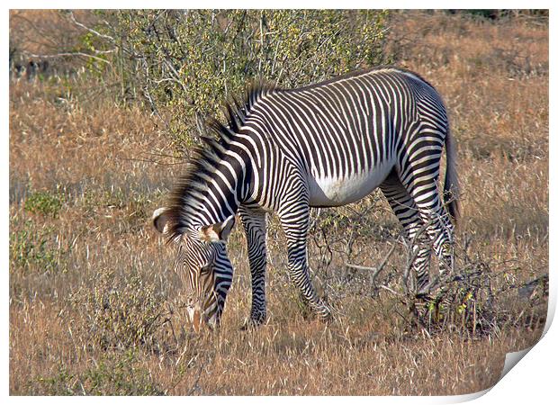 Grevys Zebra Print by Tony Murtagh
