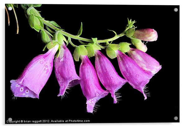 Fox glove bells Acrylic by Brian  Raggatt