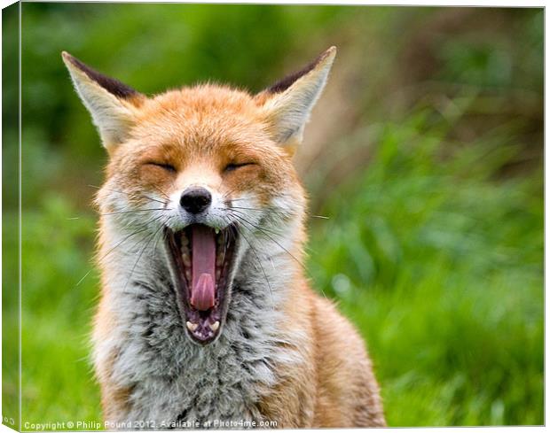 Red Fox Yawning Canvas Print by Philip Pound