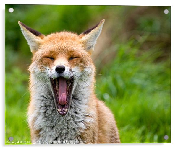 Red Fox Yawning Acrylic by Philip Pound