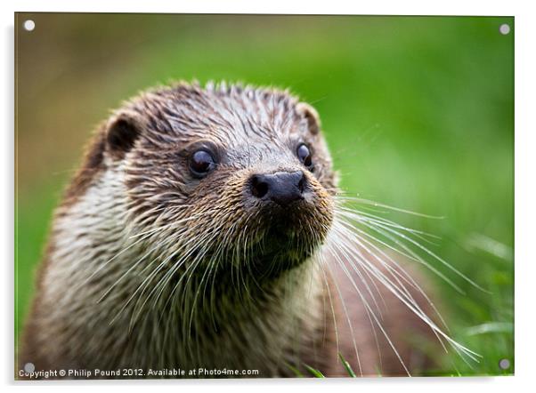 British Otter Acrylic by Philip Pound