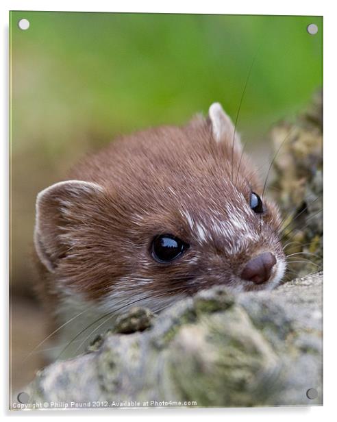 Portrait of a Stoat Acrylic by Philip Pound