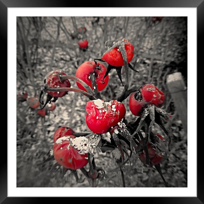Red Rubys... Framed Mounted Print by mandy taylor