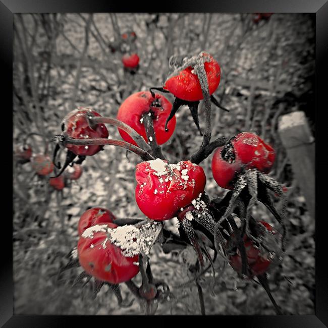 Red Rubys... Framed Print by mandy taylor