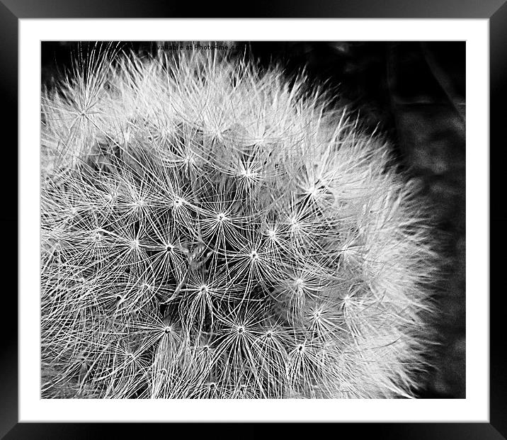 Look Sharp... Framed Mounted Print by mandy taylor