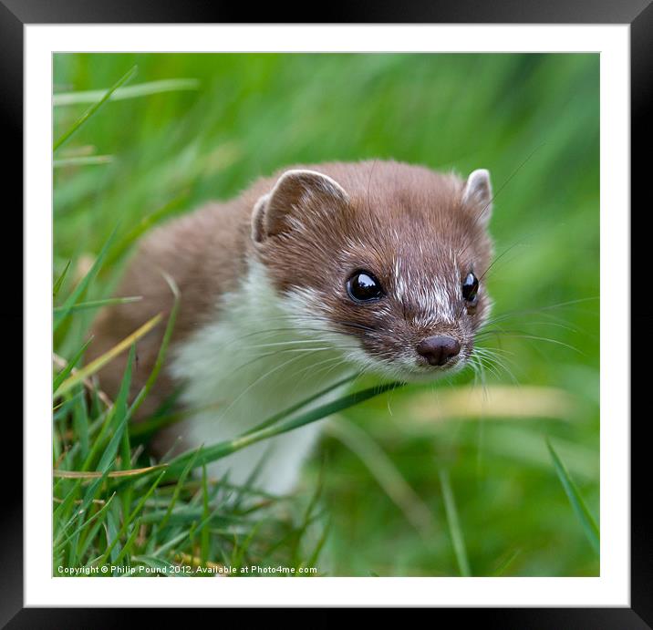 Cute Stoat Portrait Photo Framed Mounted Print by Philip Pound