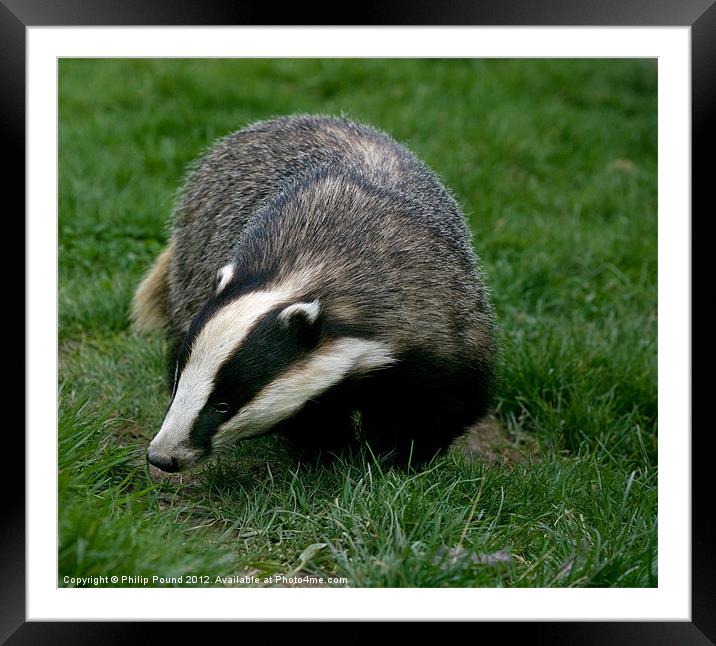 Badger Framed Mounted Print by Philip Pound