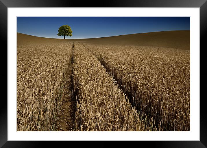 Tree in a sea of wheat Framed Mounted Print by Robert Fielding