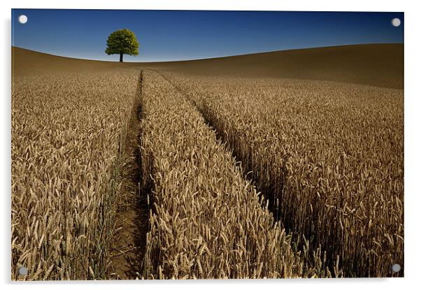 Tree in a sea of wheat Acrylic by Robert Fielding