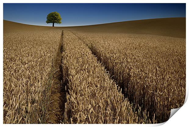 Tree in a sea of wheat Print by Robert Fielding