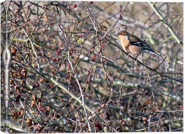 Chaffinch in Autumn Hedgerow Canvas Print by Tony Murtagh
