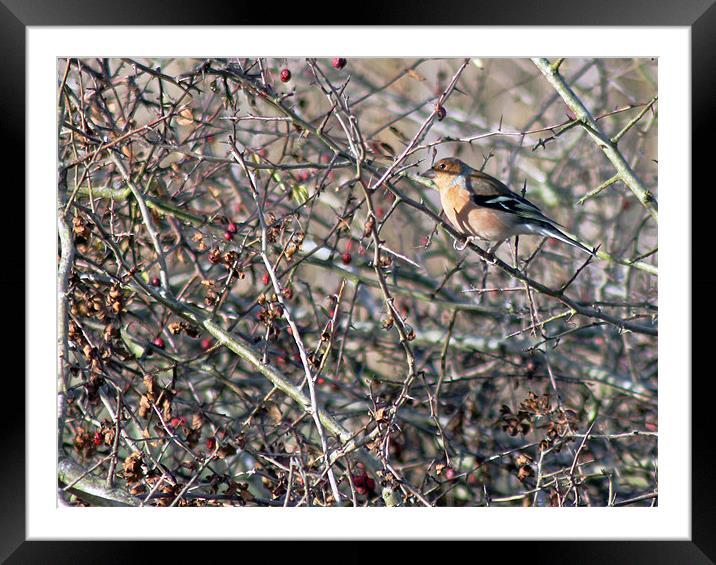 Chaffinch in Autumn Hedgerow Framed Mounted Print by Tony Murtagh