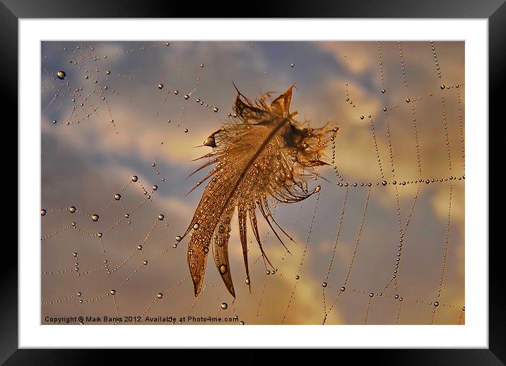 Web Feather Framed Mounted Print by Mark  F Banks