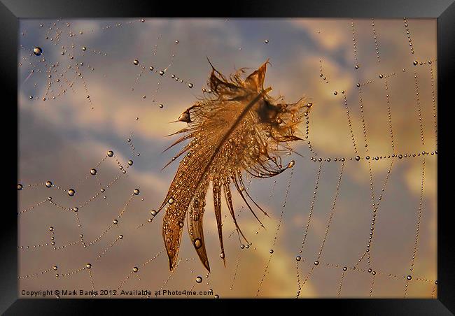 Web Feather Framed Print by Mark  F Banks