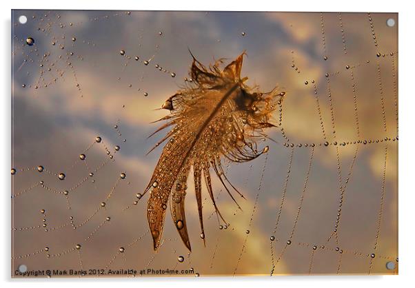 Web Feather Acrylic by Mark  F Banks