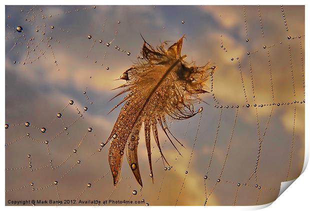 Web Feather Print by Mark  F Banks