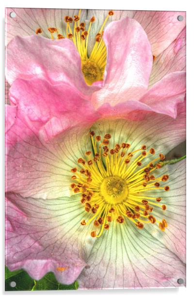 Wild Roses Acrylic by stephen walton