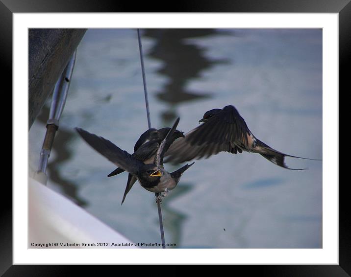 Mother swallow feeding young Framed Mounted Print by Malcolm Snook