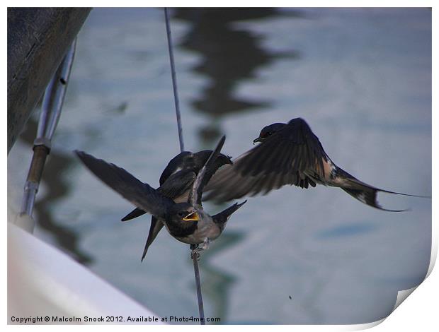 Mother swallow feeding young Print by Malcolm Snook