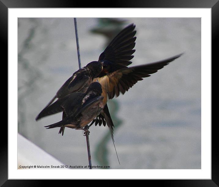 Swallow feeding chicks Framed Mounted Print by Malcolm Snook