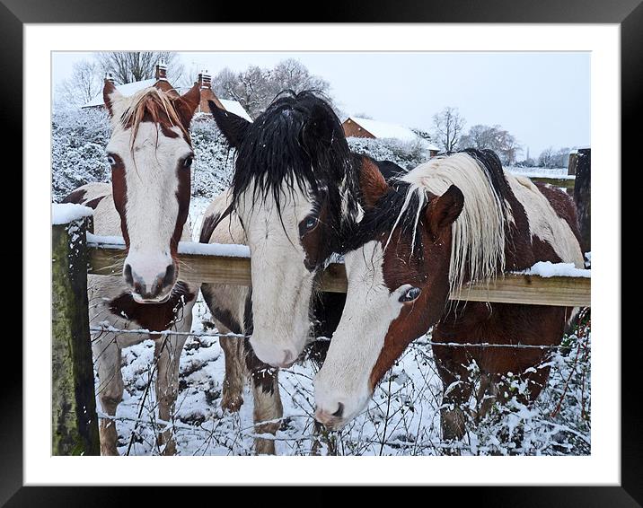 The Three Horses Framed Mounted Print by Noreen Linale