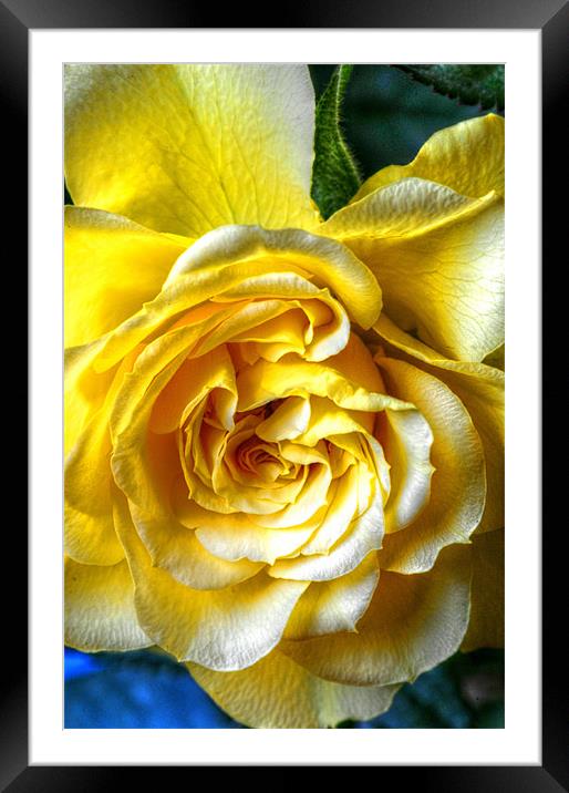 The Yellow Rose Framed Mounted Print by stephen walton