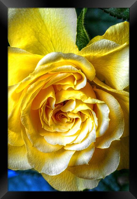 The Yellow Rose Framed Print by stephen walton