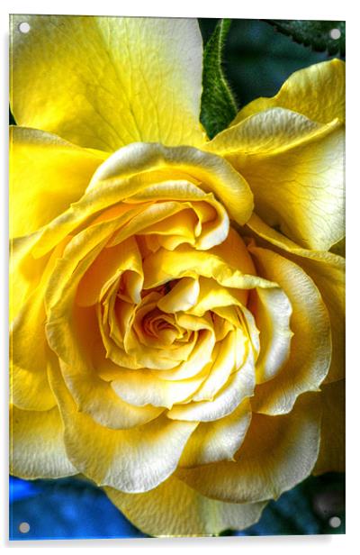 The Yellow Rose Acrylic by stephen walton