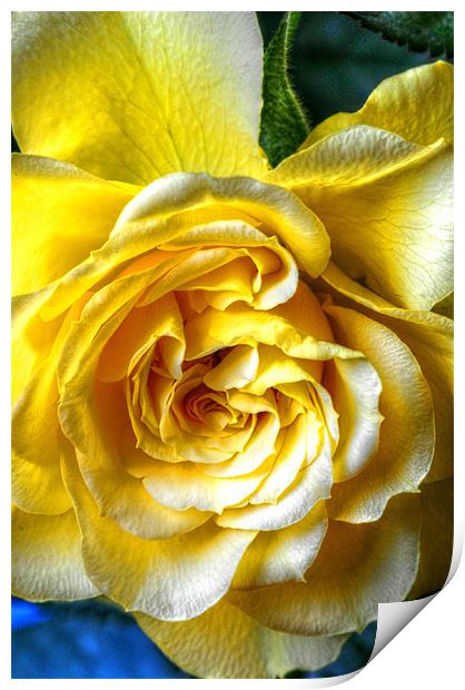 The Yellow Rose Print by stephen walton