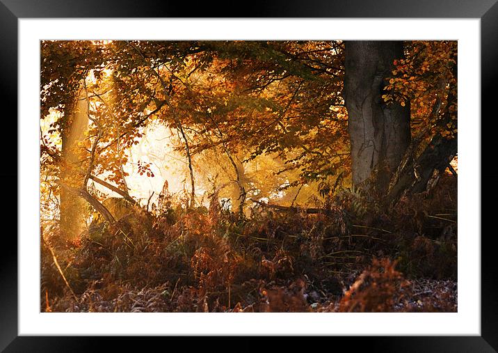 Sunlight through the trees Framed Mounted Print by Dawn Cox