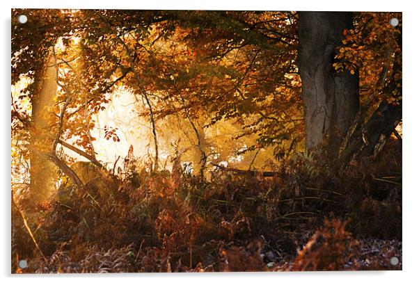 Sunlight through the trees Acrylic by Dawn Cox