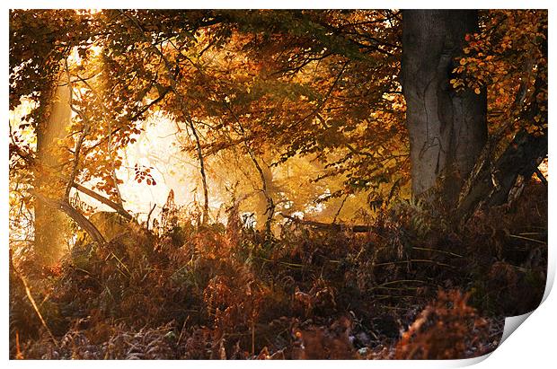 Sunlight through the trees Print by Dawn Cox