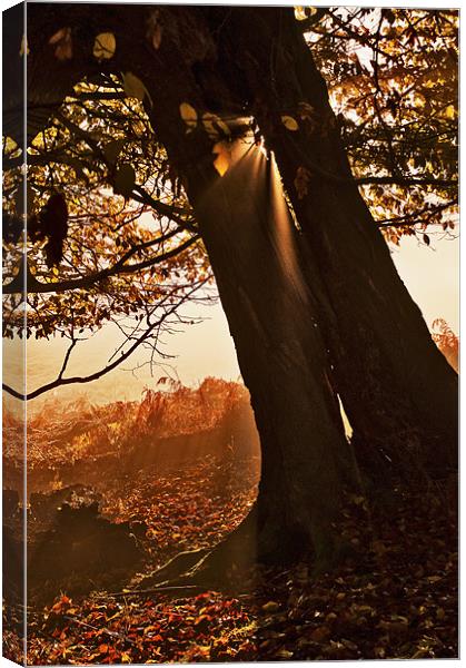 Slanting light through the Tree Canvas Print by Dawn Cox