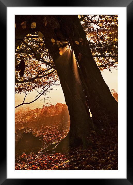 Slanting light through the Tree Framed Mounted Print by Dawn Cox