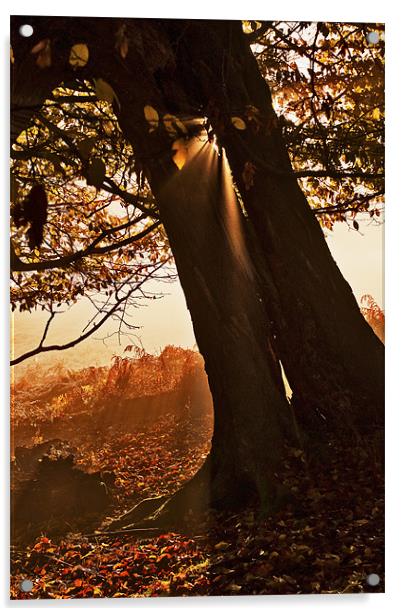 Slanting light through the Tree Acrylic by Dawn Cox