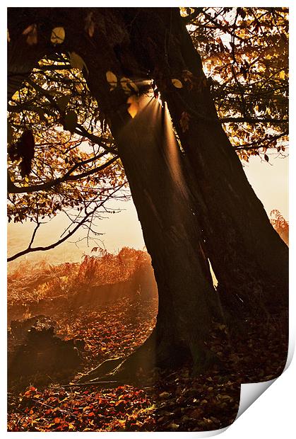 Slanting light through the Tree Print by Dawn Cox