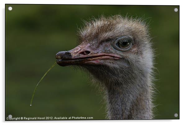 Ostrich Acrylic by Reginald Hood