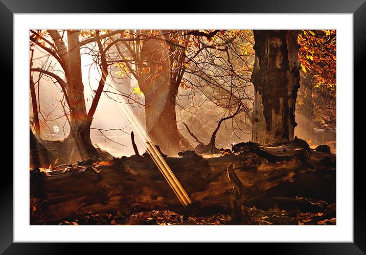 Light in the Woods Framed Mounted Print by Dawn Cox