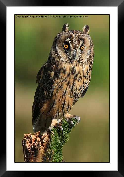 Long Eared Owl Framed Mounted Print by Reginald Hood