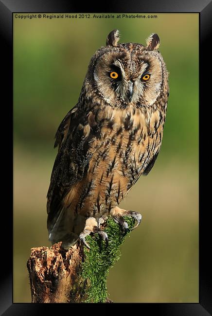 Long Eared Owl Framed Print by Reginald Hood