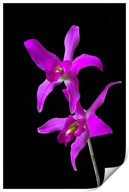Pink Orchid  Print by Oliver Porter