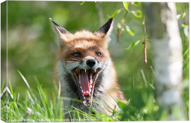 Red Fox With Attitude Canvas Print by Philip Pound