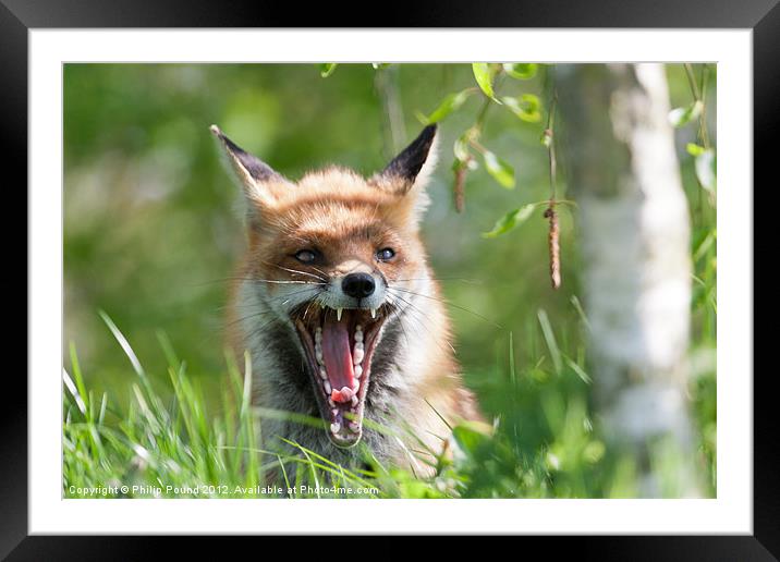 Red Fox With Attitude Framed Mounted Print by Philip Pound