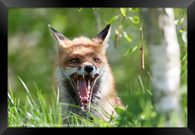 Red Fox With Attitude Framed Print by Philip Pound