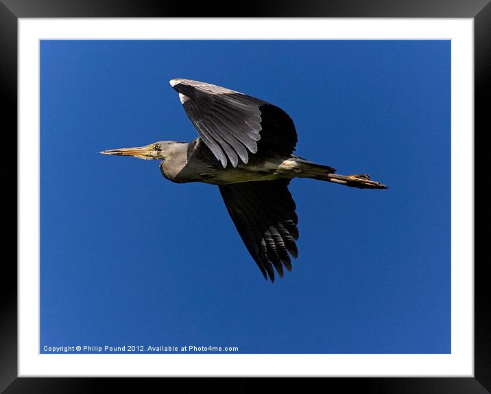 Grey Heron in Flight Framed Mounted Print by Philip Pound