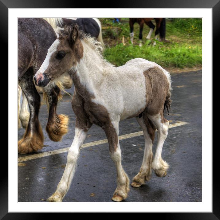 Foal at the Fair Framed Mounted Print by Tom Gomez