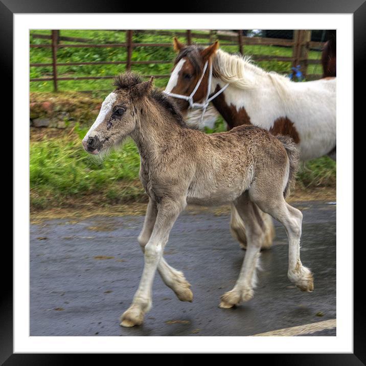 Foal at the Horse Fair Framed Mounted Print by Tom Gomez